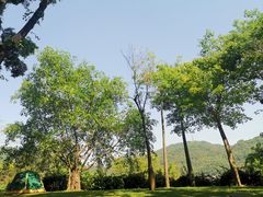 -银湖山郊野公园-相思林