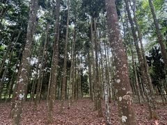 -中国科学院西双版纳热带植物园