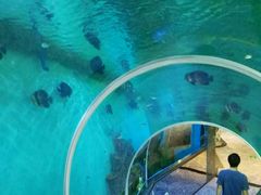 -瑞德姆美人鱼海底演艺主题餐厅(亚龙湾店)