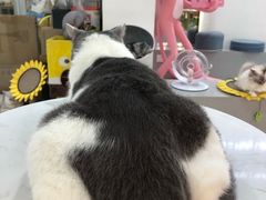-糯米喵星人·撸猫猫舍咖啡馆(西市场嘉华店)