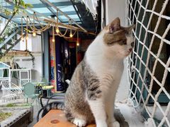 -喵屿·大理花园猫咖