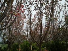 -天适樱花悠乐园