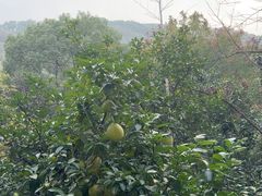 -上海佘山世茂艾美酒店