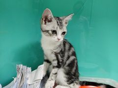 -天使宠物医院·犬猫分诊(彩虹店)