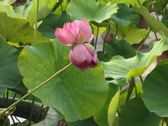 -莲花池公园
