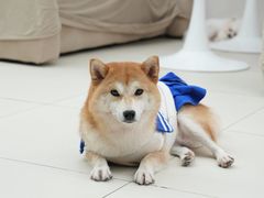 -怪兽屋·羊驼·猫咖·狗咖(俊华广场店)