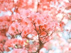 -木兰云雾山