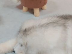 -汪说·狗咖(旺城大厦店)