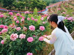 -密云玫瑰情园