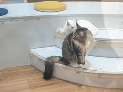 -COLOR PETS 撸猫馆·购猫·猫咖(长风大悦城店)