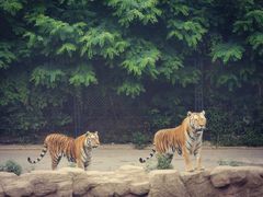 -大连森林动物园