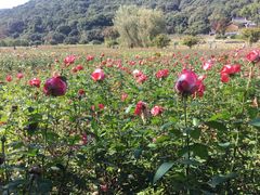 -龙寺生态园