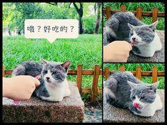 -西园寺