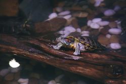 -酷嗒动物文化乐园(cutezoo西溪乐天城店)