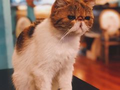 -猫小院猫主题咖啡厅(北锣店)
