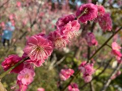 -江宁织造博物馆