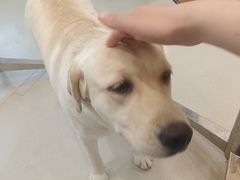 -共舞时光猫咖·狗咖(新街口店)