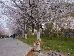 -高东镇樱花园