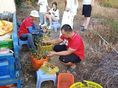 -从化深英荔枝黄皮龙眼采摘园