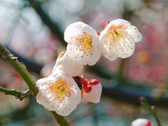 -花开海上生态园