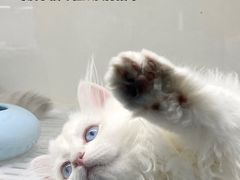 -lincat·猫舍(广州店)