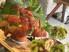-南山植物园