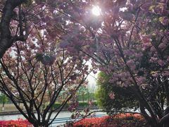 -高东镇樱花园