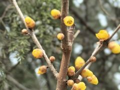 -国家植物园南园