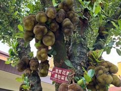 -云南勐巴娜西珍奇园