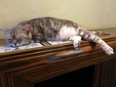 猫-more than meow吴止猫主题餐厅(承德 中船汇店)