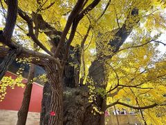 -大觉寺-停车场