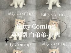 -小猫来了·猫舍(红山六九七九店)