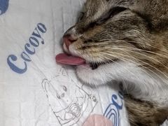 -灵美宠物诊所