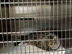 -艾贝尔宠物医院·24H转诊中心·肿瘤猫专科(江宁双龙店)