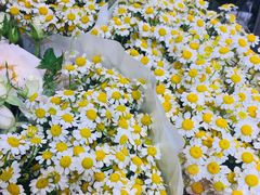 -双季花艺园艺市场(浦东店)