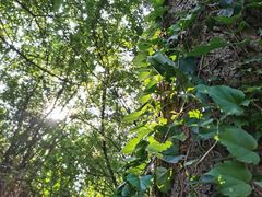 -长白岛森林公园