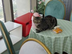 -这儿没有猫·猫咖萌宠馆·撸猫