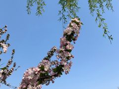 -海棠花溪(元大都城垣遗址公园)