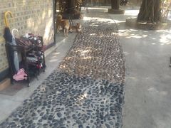 -柴犬高等学院·狗咖·柴犬售卖·宠物训练