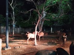 -清迈夜间动物园