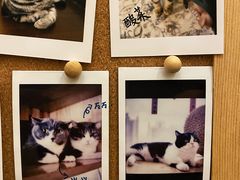 -Catmate·猫肥家润(金润铂宫店)