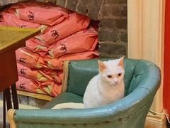 -猫色咖啡·猫咖