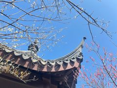 -香雪海
