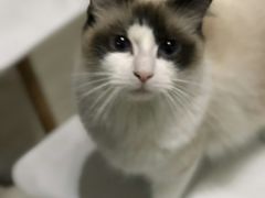 -喵的天空名猫咖啡馆·撸猫·猫舍·用品