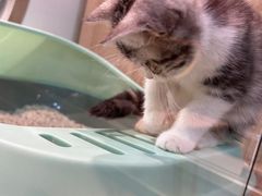 -BABIT巴比特宠物(MOMOPARK店)