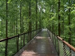 -黄海国家森林公园