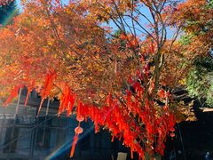 -四明山国家森林公园