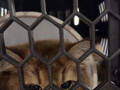 -中农国际动物医院24小时·猫科·骨科·急重症中心