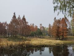 -贡湖湾湿地公园