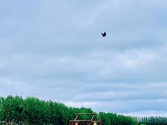 -哈拉新村